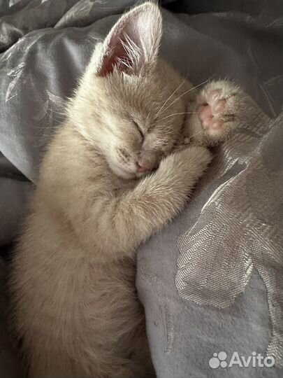 Отдам котенка в добрые руки