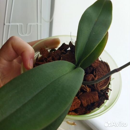 Орхидея фаленопсис