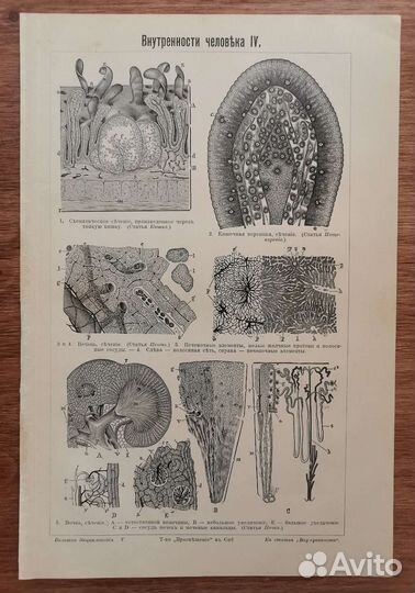 Антикварные гравюры Анатомия Медицина, разные
