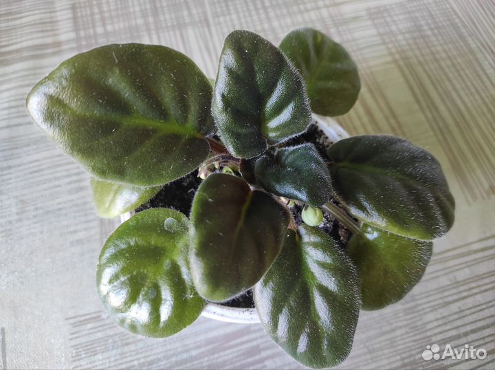 Цветущие фиалки