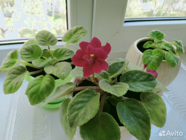 Фиалки с цветками в горшках