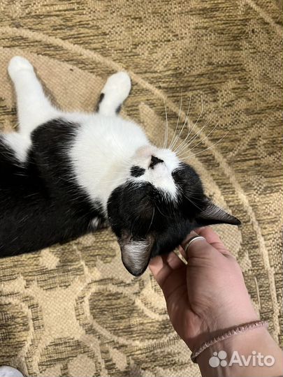 Кошка бесплатно