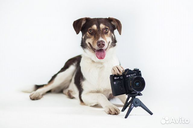 Фотограф анималист/ фотосъемка животных в Москве | Услуги | Авито