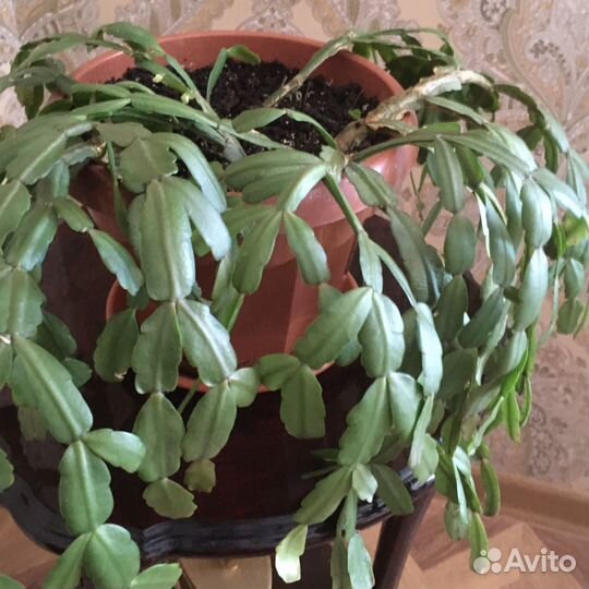 Цветок декабрист