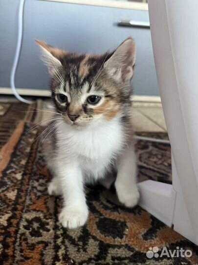 Котята в добрые руки даром