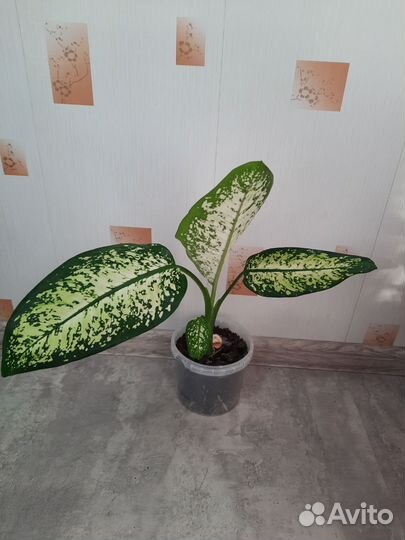 Диффенбахия