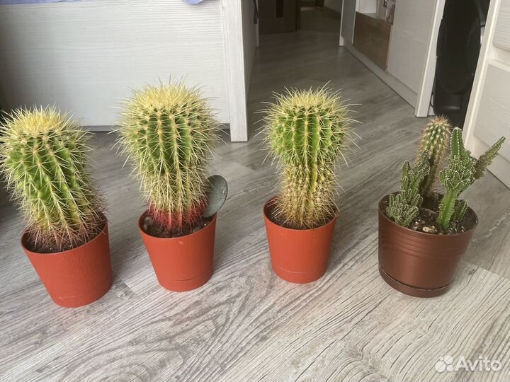 Кактус в горшках