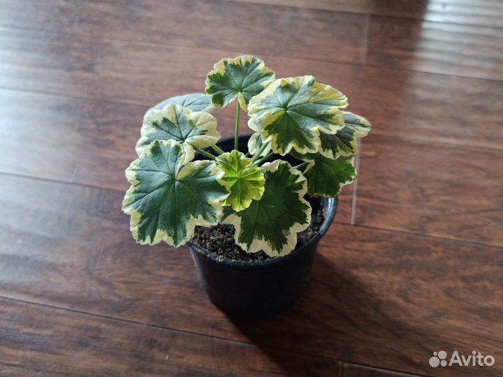 Герань Mrs. Pollock SMART Splash