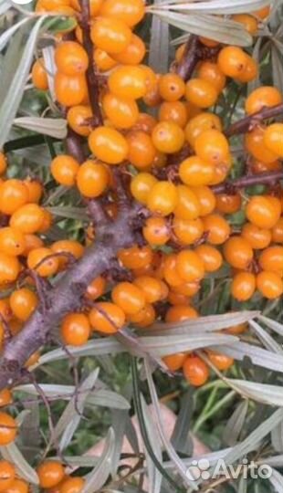 Облепихи отростки