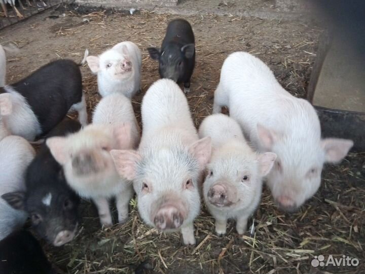 Вьетнамские поросята