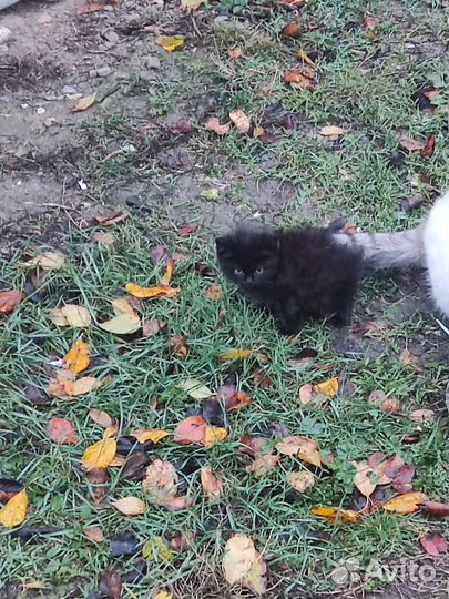 Котята в добрые руки бесплатно