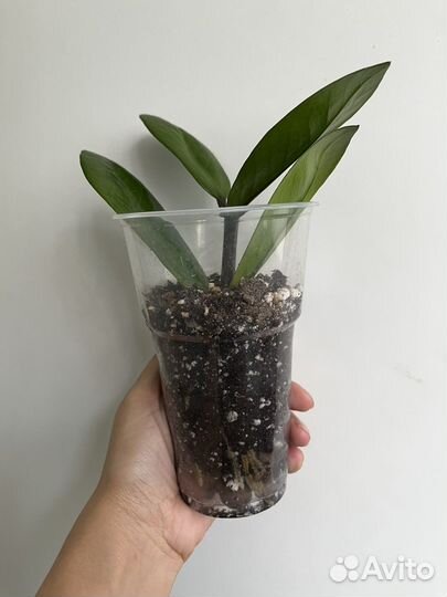 Замиокулькас