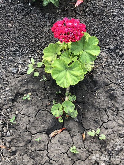 Пеларгония