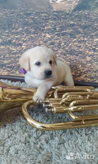 Щенки лабрадора