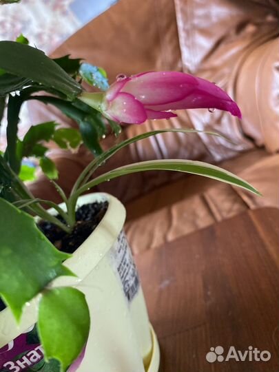 Декабрист+денежное дерево+хлорофитум