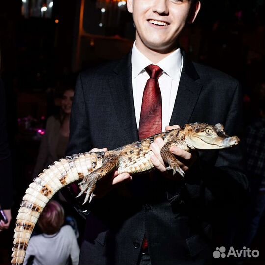 Шоу Треш коробка Квест Форт Боярд