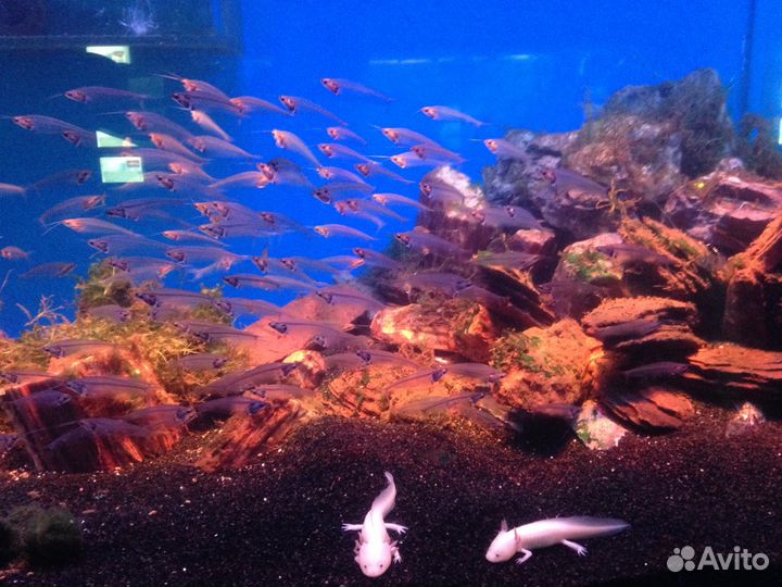 Чистка аквариума и его обслуживание