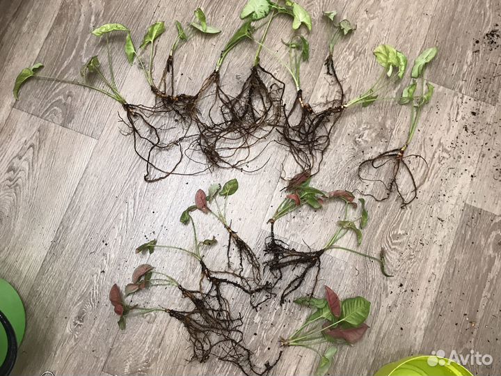 Сингониумы сортовые