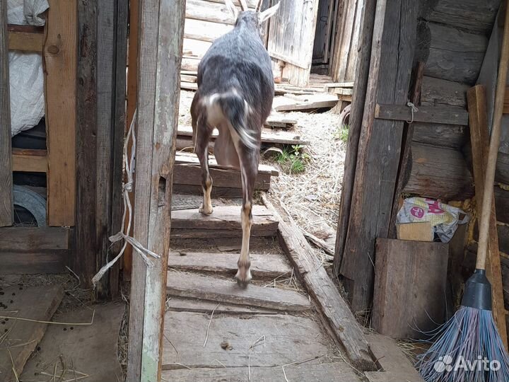Козочки заанонубийки