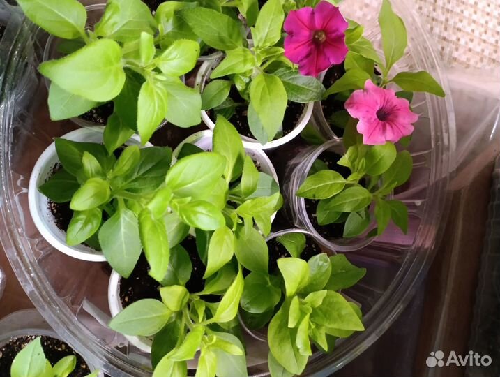 Петунии ампельные, каскадные