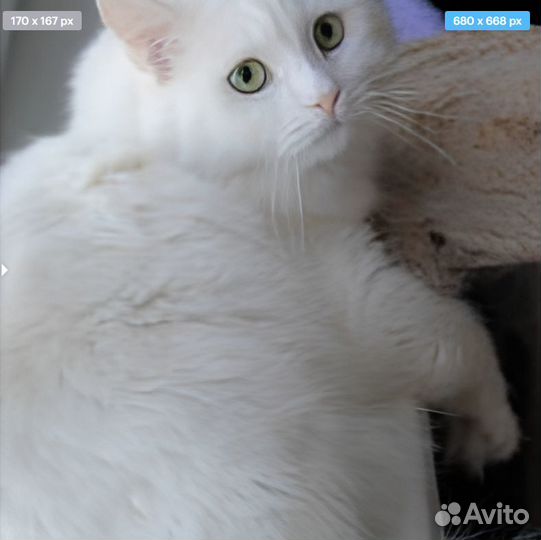 Кот Беляш в добрые руки