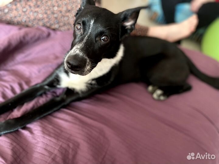 Собака в добрые руки