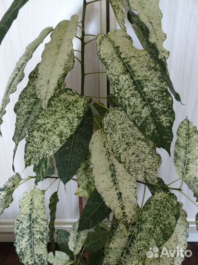 Фикус Алтиссима Нью Клон