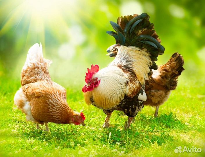 Упаковщик куриных полуфабрикатов/ яйца Тульская об