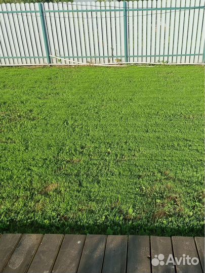 Газон низкорослый с белым клевером