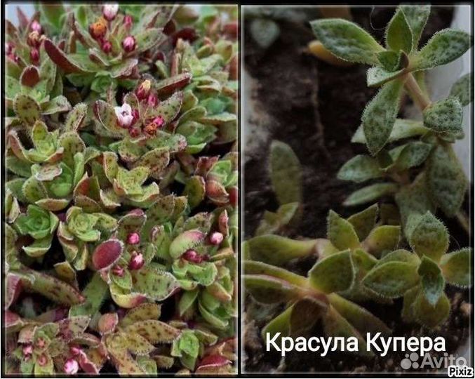 Крассула, Очиток