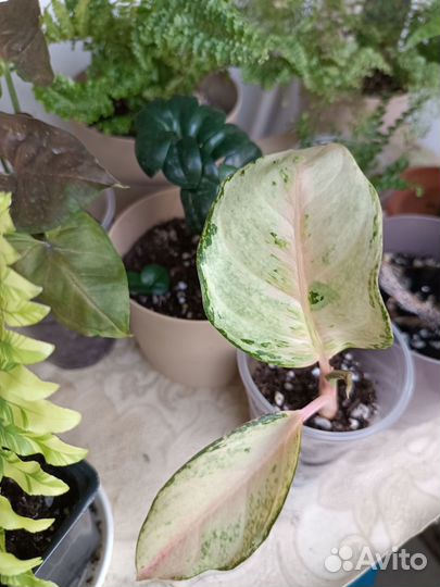 Детки аглаонем