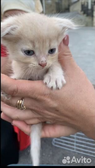 Котенок Персик