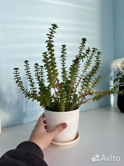 Крассула перфората суккулет