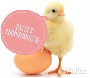 Рабочий на птицефабрику