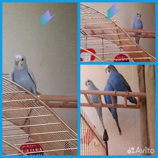 Волнистые попугай