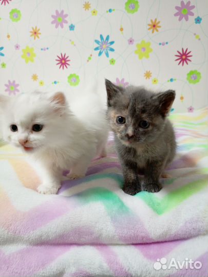 Котятки ищут добрых хозяев