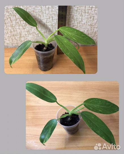 Филодендроны, сциндапсус