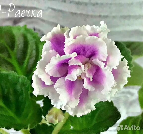 Фиалки сортовые