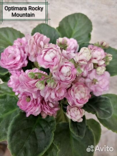 Фиалки сортовые стандарты, полумини, мини, трейлер