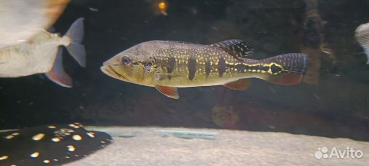 Цихла Пинима