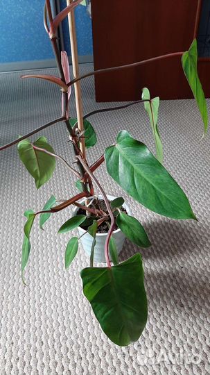 Филодендрон