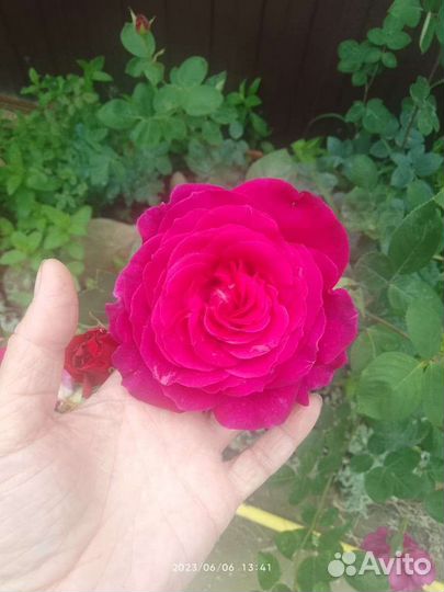 Лаванда в горшке