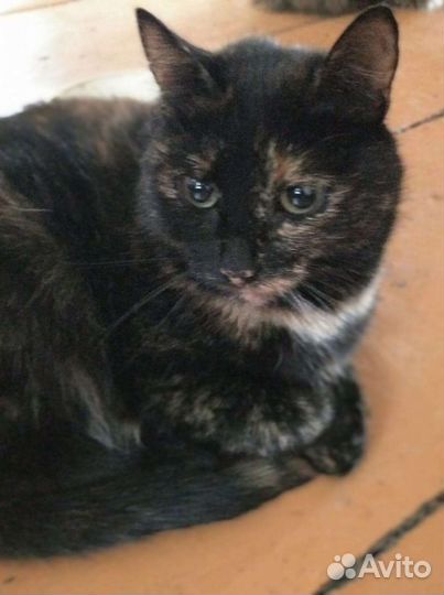 Стерилизованная