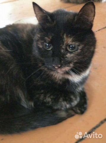 Стерилизованная