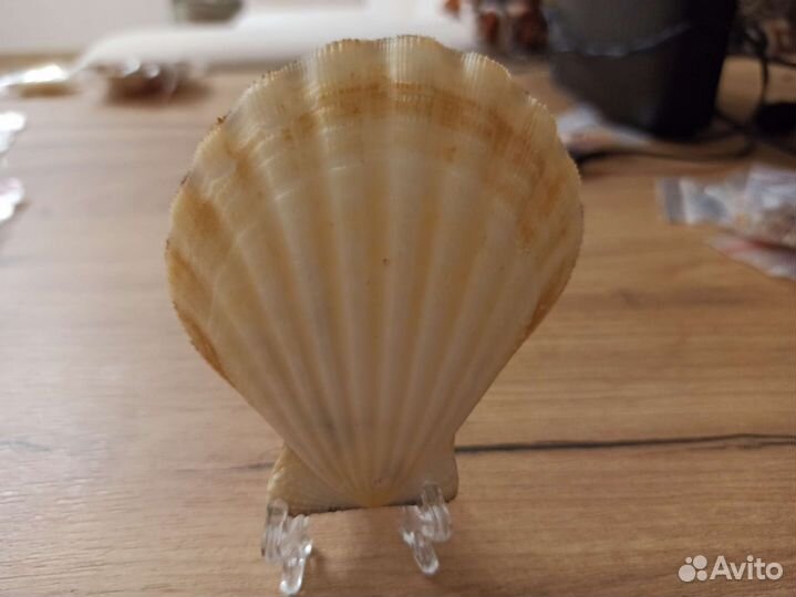 Морская раковина