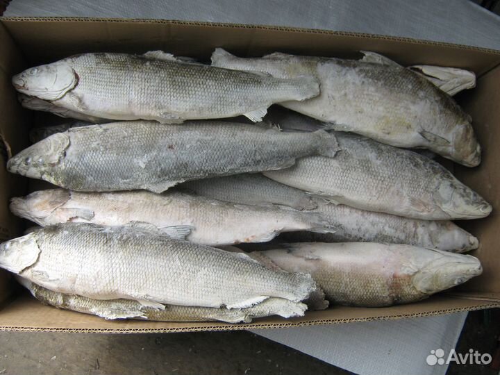 Муксун якутский (доставка)