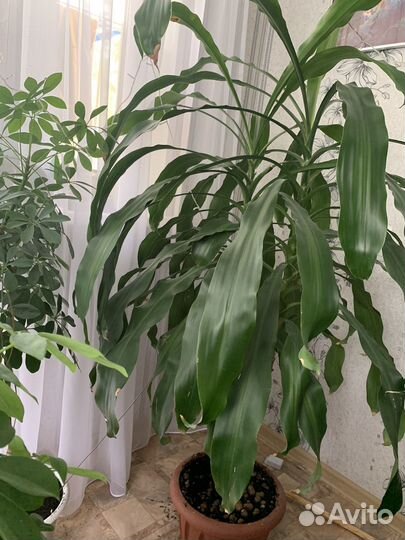 Комнатные растения цветы большие