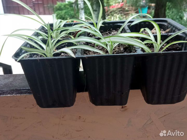 Традесканция зебрина, хлорофитум