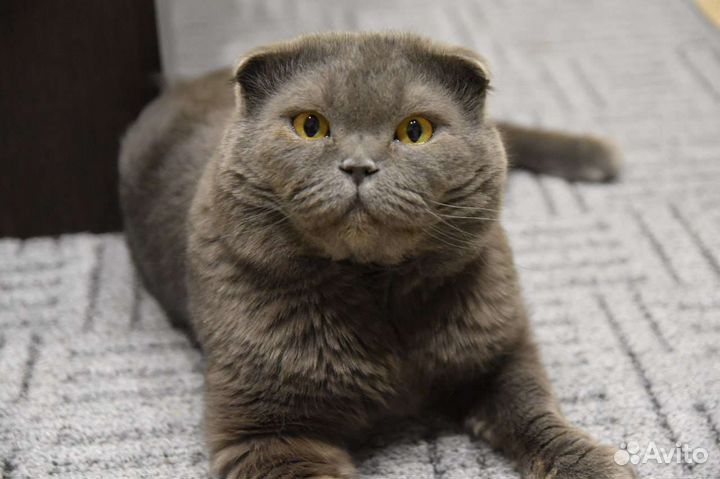 Ищем кошечку для вязки