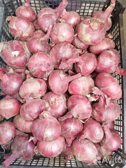 Лук красный Даниловский